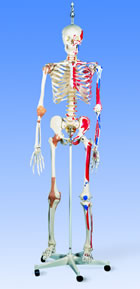 A13/1: Super Skeleton Sam, on hanging stand
